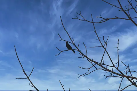 Wildlife