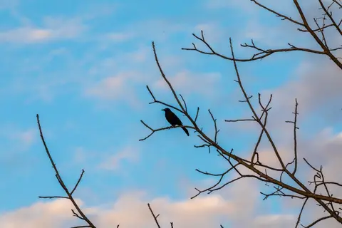 Wildlife