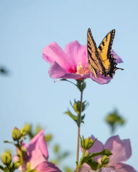 Blooms