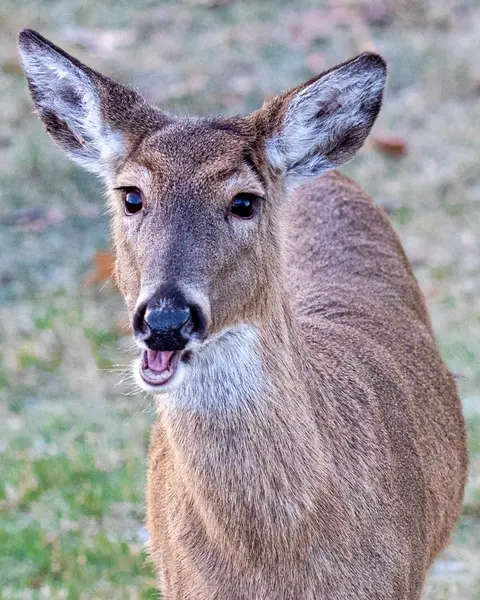 Wildlife