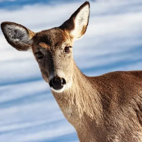 Wildlife