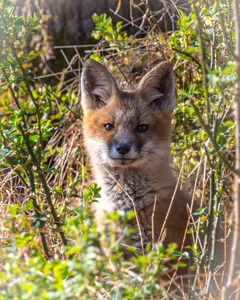 Wildlife