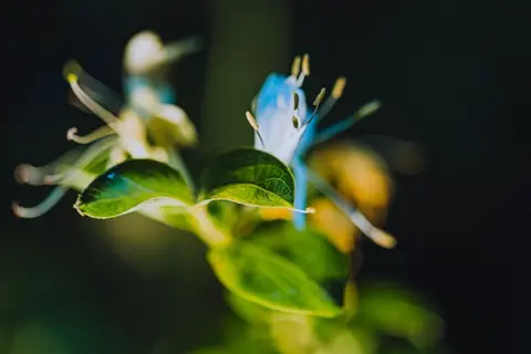 Blooms