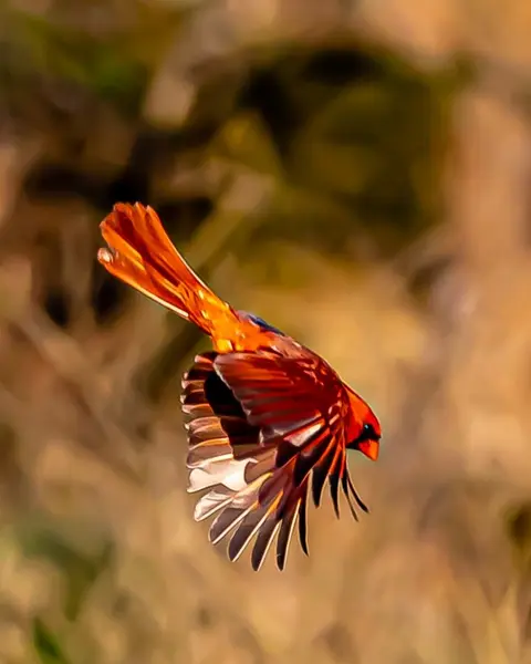 Wildlife