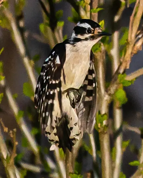 Wildlife