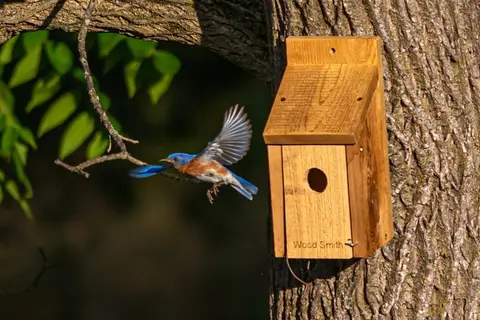 Wildlife