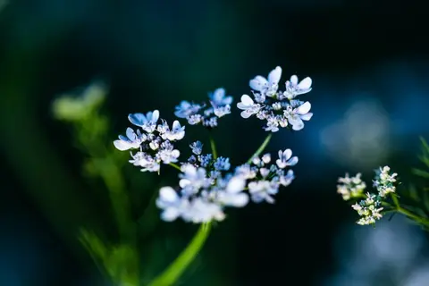 Blooms