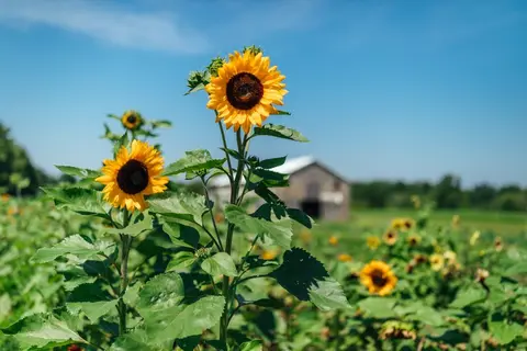 Blooms