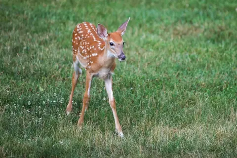 Wildlife