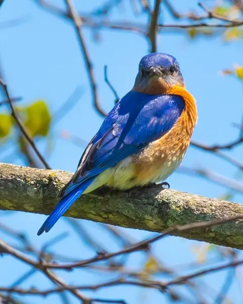 Wildlife