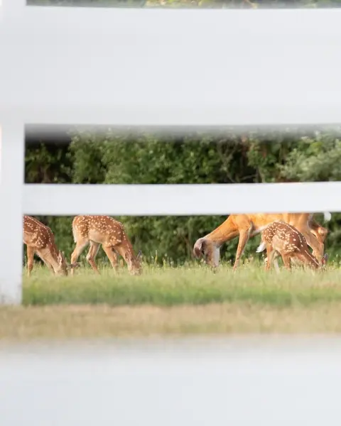 Wildlife