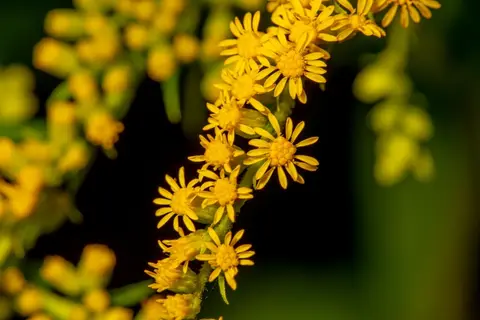 Blooms
