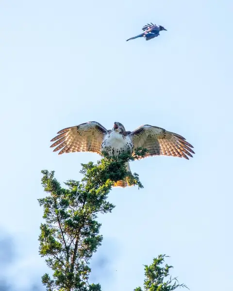 Wildlife