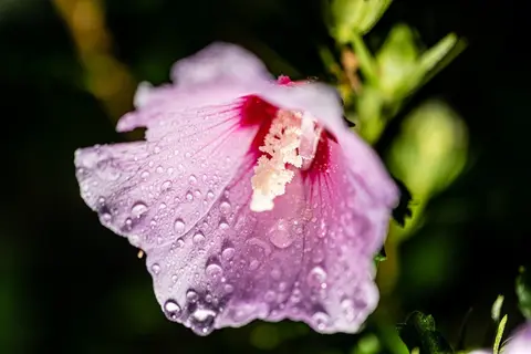 Blooms