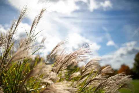 Landscapes