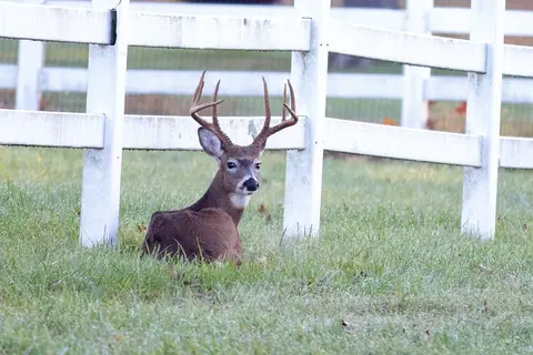 Wildlife