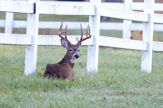 Wildlife in Hunterdon County, New Jersey